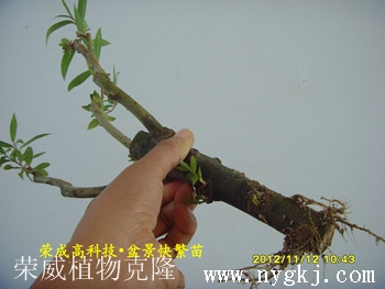 贵州荣威植物克隆，繁育盆景