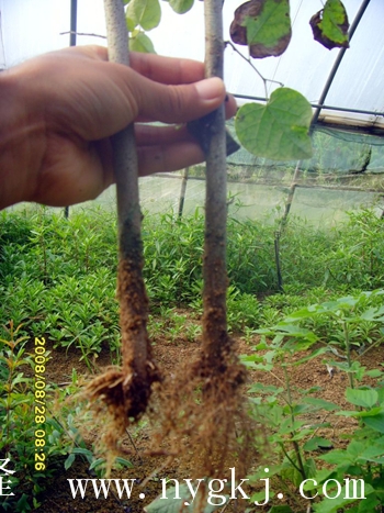 贵州荣威植物克隆，粗枝直接育成大苗